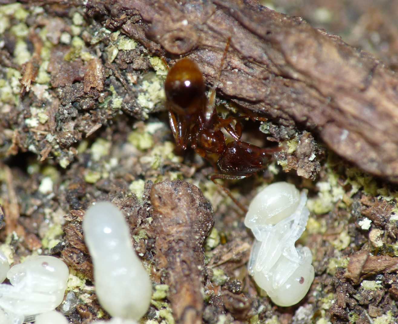 Aphaenogaster subterranea?